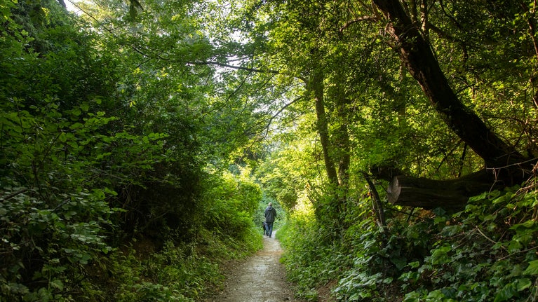 Dog walking at Rayleigh Mount, Essex